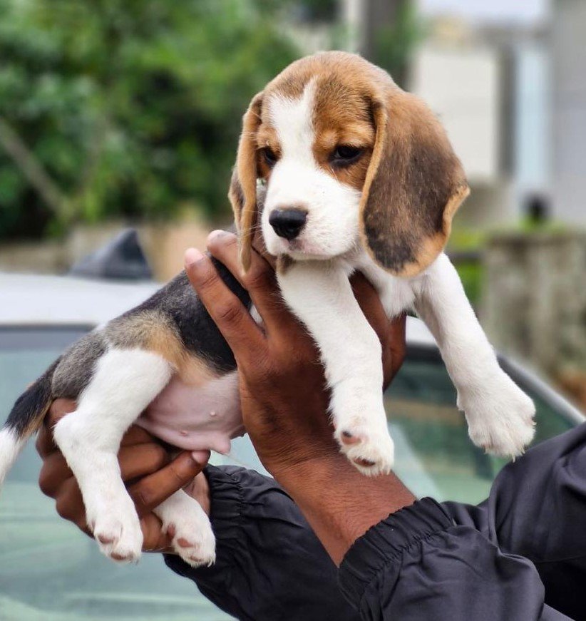 Buy lovable Beagle Puppy from Bangalore